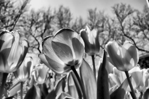 black-and-white-flower-photography