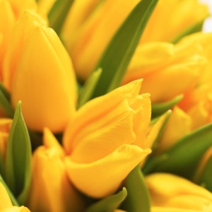 Close-up of a tulip